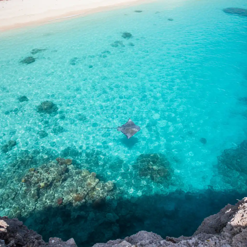 Aerial view of a stingray swimming in the clear waters of Goat Island Marine Reserve